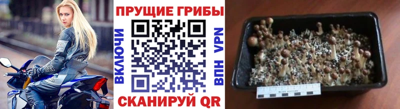 Псилоцибиновые грибы мухоморы  Кондрово 
